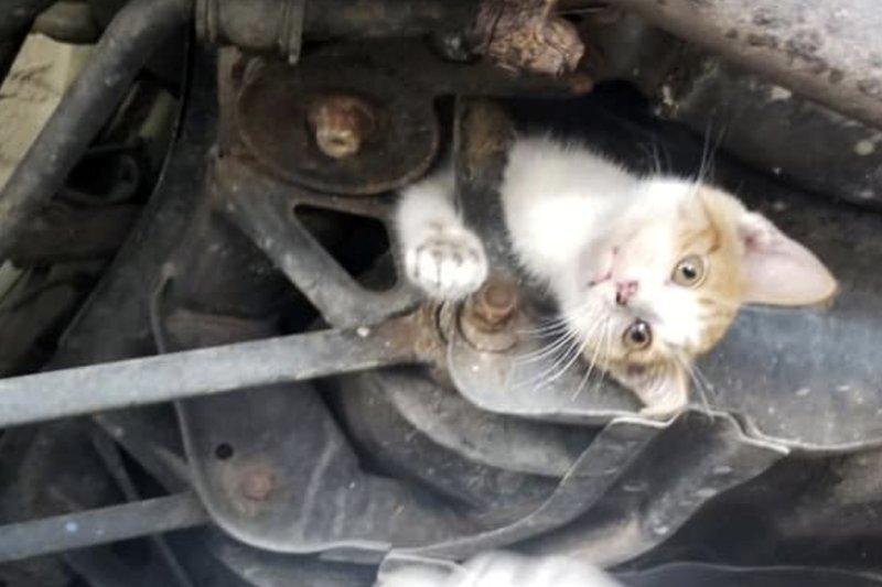 عکس روز: گربه درون شاسی ماشین
